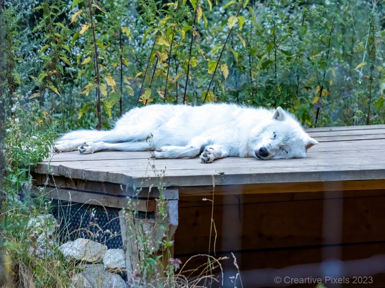 Wolfsführung in der Howl Night