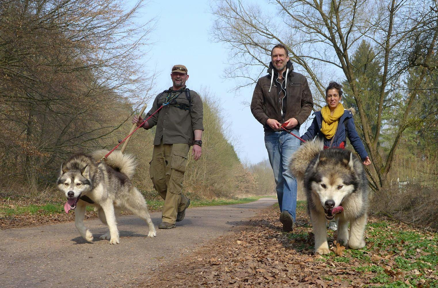 Husky Wanderung | Mensch und Hund als Team im Wald | 4 Std.