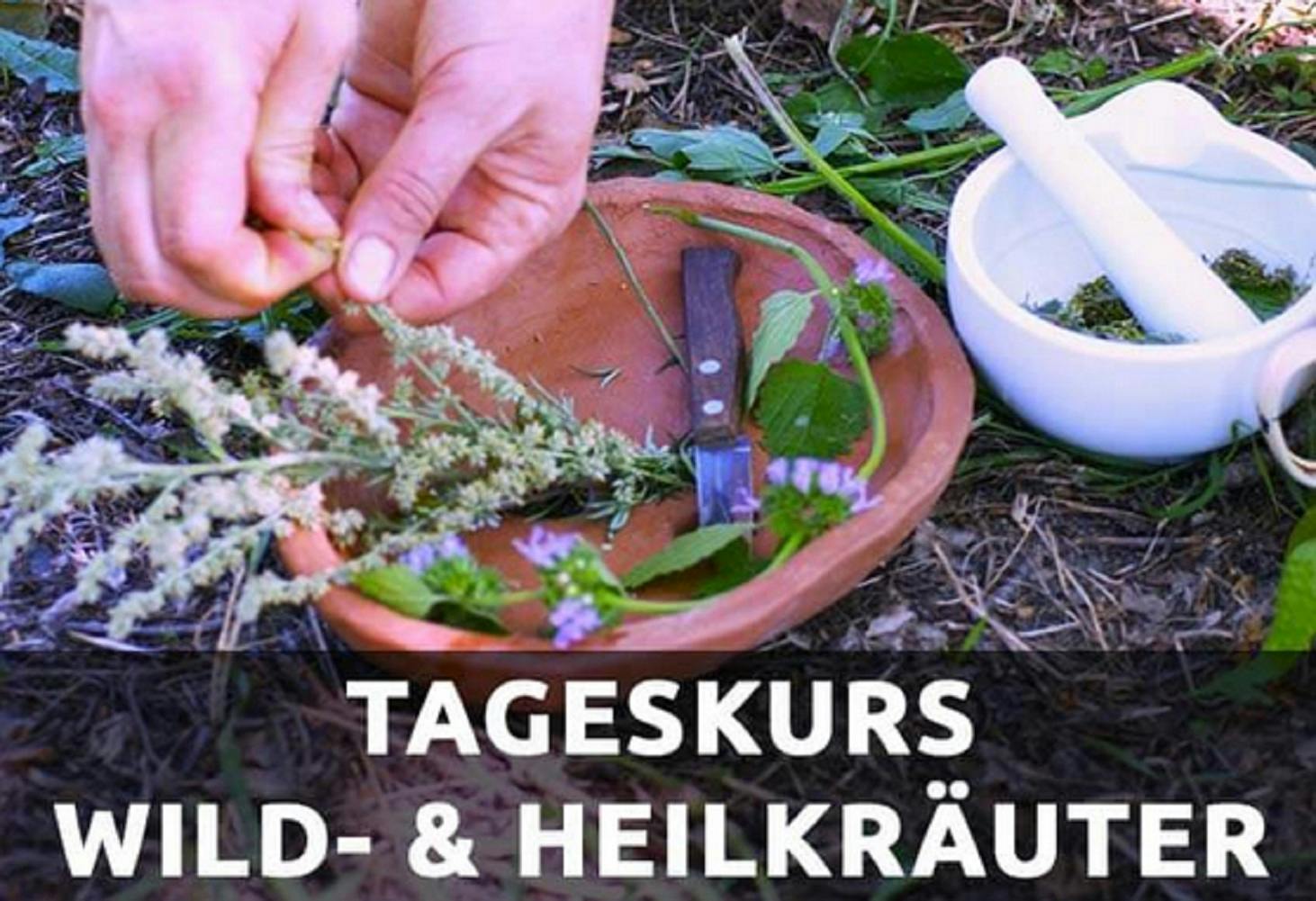 Wildkräuter & Heilpflanzen – Tageskurs im Grünen (7,5 h)