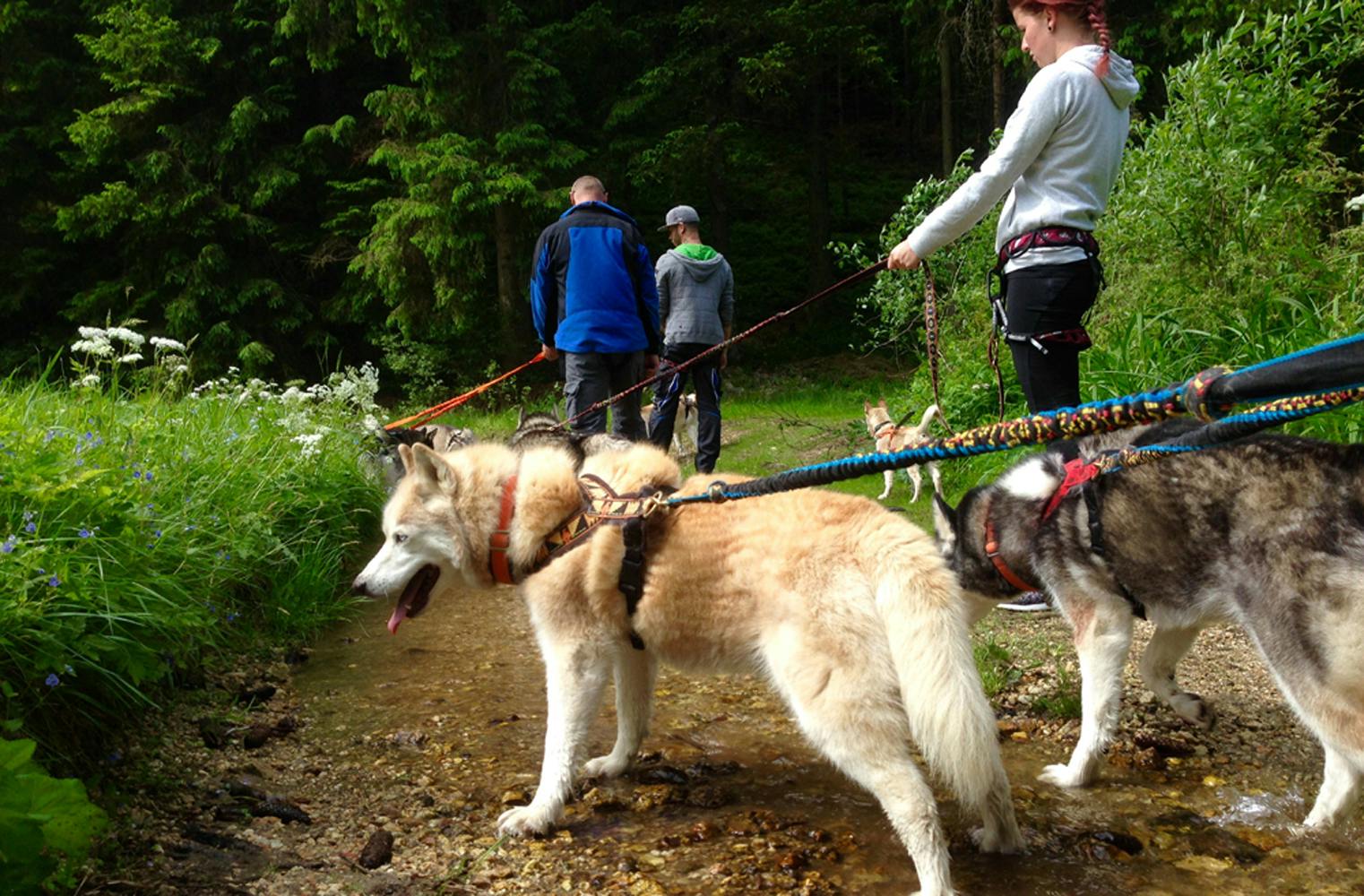 Husky Trekking | unvergessliche Wanderung mit Schlittenhund