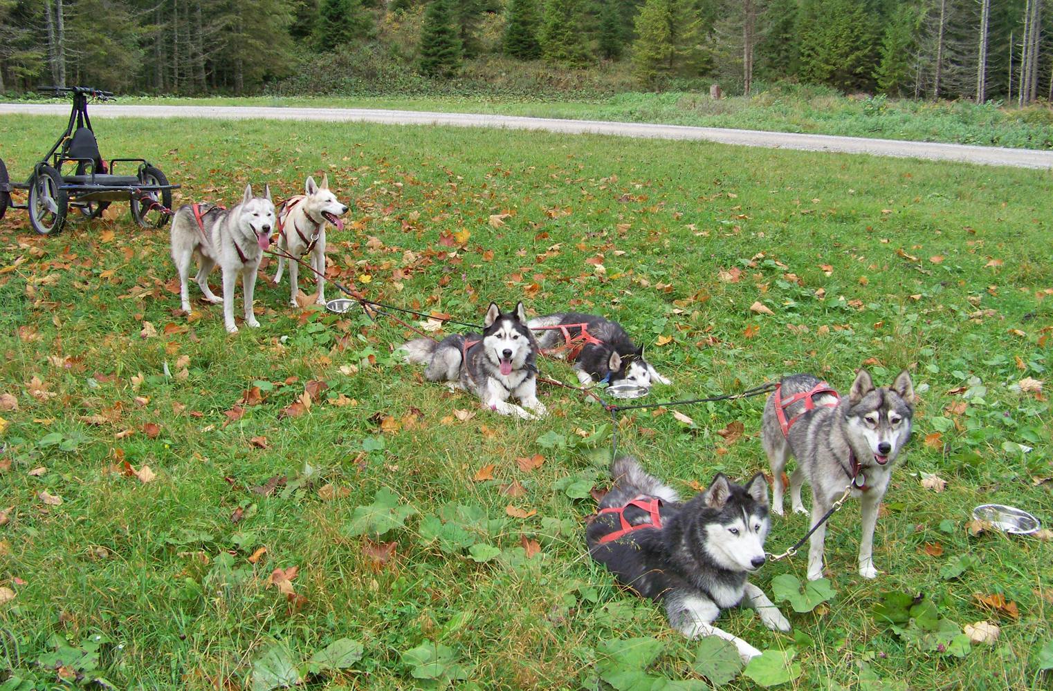 Schlittenhunde Workshop am Lottensee | Workshop mit Huskys