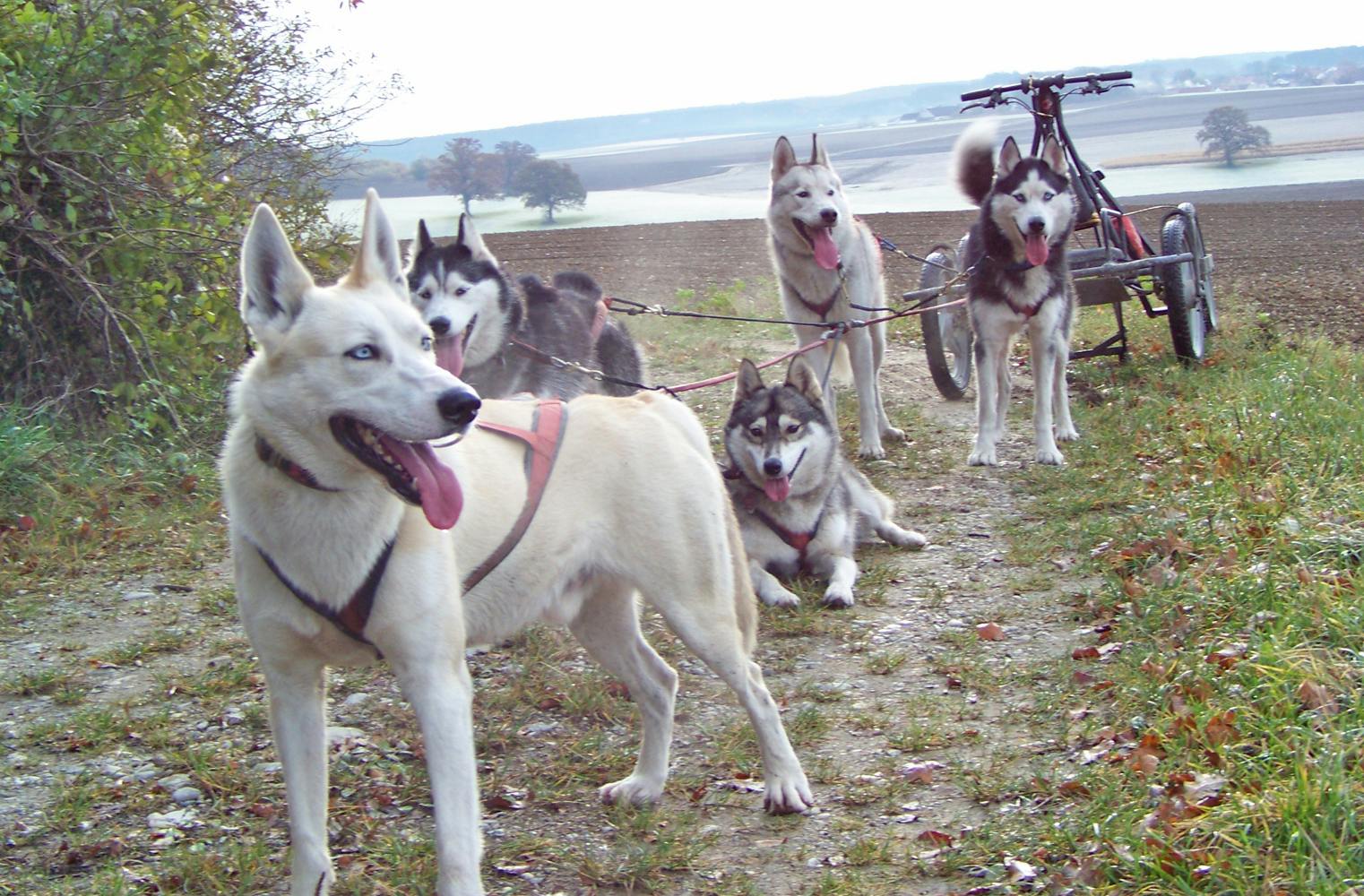 Schlittenhunde Workshop am Lottensee | Workshop mit Huskys