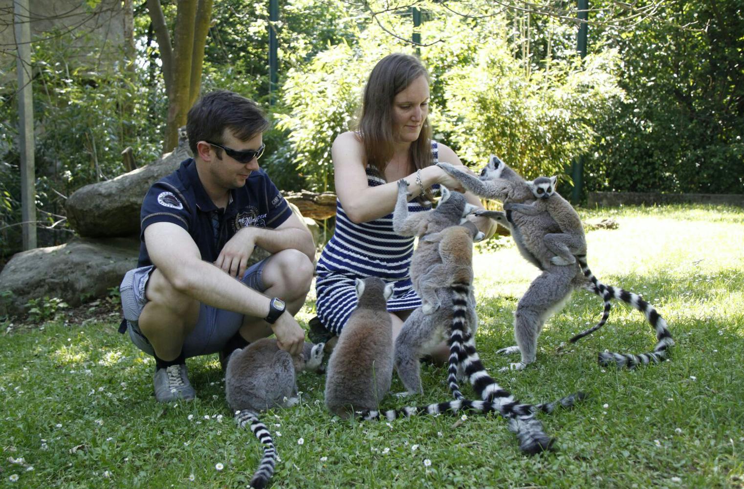 Kattas hautnah erleben | Lemuren füttern und streicheln